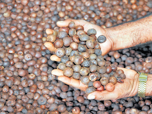 Minimum import price of areca nuts raised to Rs 162 a kg
