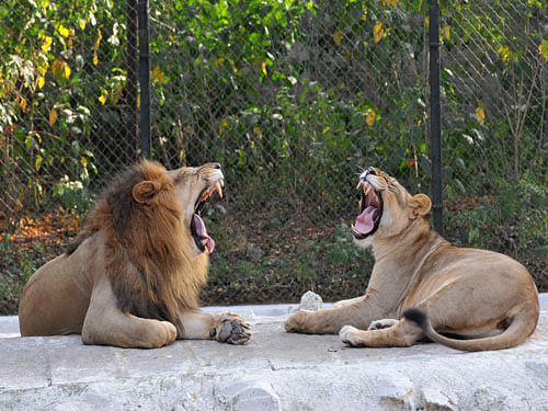 Lions. Dh File Photo.