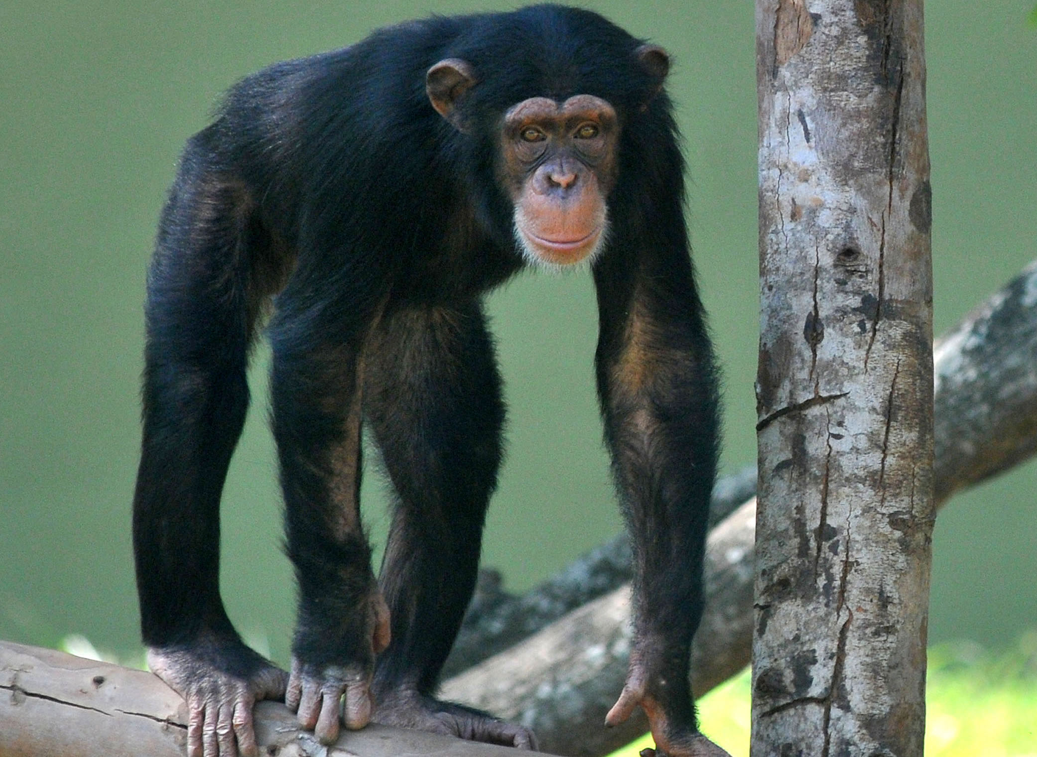 The agency, US Fish and Wildlife Service, made the announcement on Friday in a final rule to classify all chimps as endangered under the Endangered Species Act, Xinhua news agency reported. Previously, it only recognised wild chimps as endangered, while captive chimps were only listed as threatened under the act. DH file photo