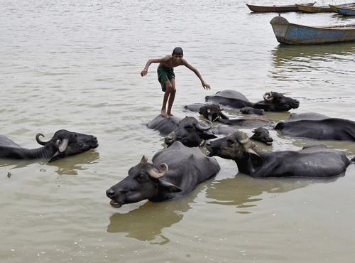 Boy balances himself on the back of a buffalo before diving into the waters of the Yamuna river on a hot summer day in Allahabad. Reuters photo