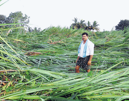 Sugar cane growers, DH File Photo.