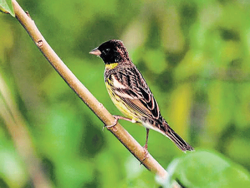 A joint study by the UK-based BirdLife International and Mumbai-headquartered BNHS-India puts the decline of yellow-breasted bunting by 90 per cent since 1980. DH PHOTO