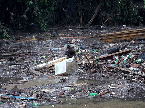 A bear tries to save itself from a flooded zoo area in Tbilisi, Georgia, Sunday, June 14, 2015. Tigers, lions, a hippopotamus and other animals have escaped from the zoo in Georgia's capital after heavy flooding destroyed their enclosures, prompting authorities to warn residents in Tbilisi to say inside Sunday. At least eight people have been killed in the disaster, including three zoo workers, and 10 are missing. AP Photo