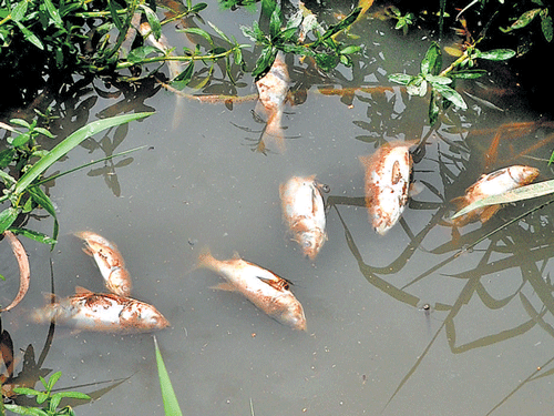 anybody there? Dead fish floating in Devarabeesanahalli lake in Mahadevapura zone for the past two days. DH PHOTO