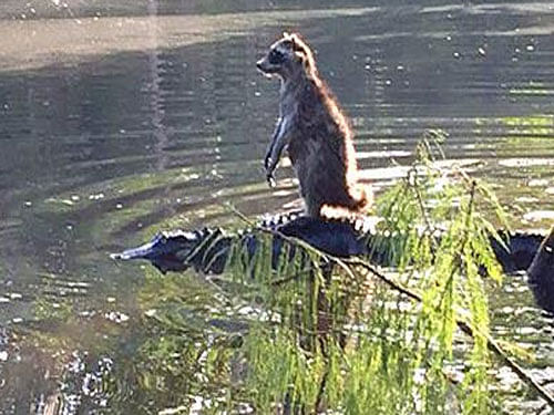 Raccoon appearing to ride on the back of an alligator. Image courtesy Twitter.