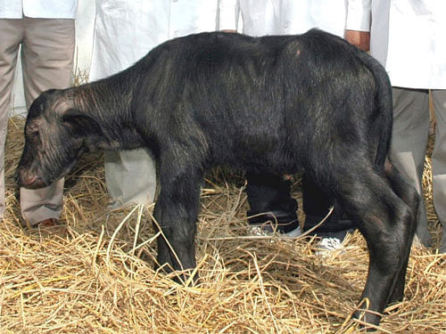 Cloned buffalo calf. DH File Photo.