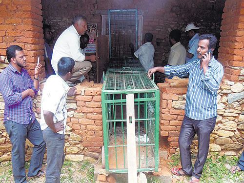 A cage kept outside a farmhouse where a leopard is holed up at Gollarahosahalli village in Channarayapatna taluk of Hassan district on Thursday. DH&#8200;Photo