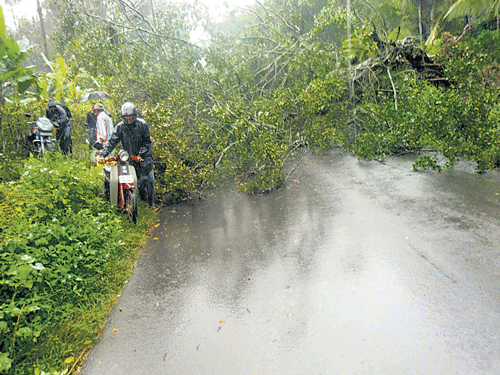 Tree that had fallen on Mudigere-Belur road disrupted vehicular movement in Mudigere taluk.
