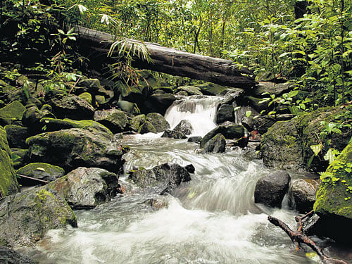 stream in Sharavathi Wildlife Sanctuary