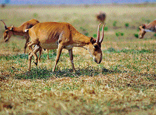 ANATOMY An international team of wildlife biologists is now examining  tissues taken from dead saigas.