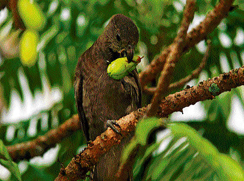 Green wonders A black parrot. photos courtesy gallery.seychelles. Travel