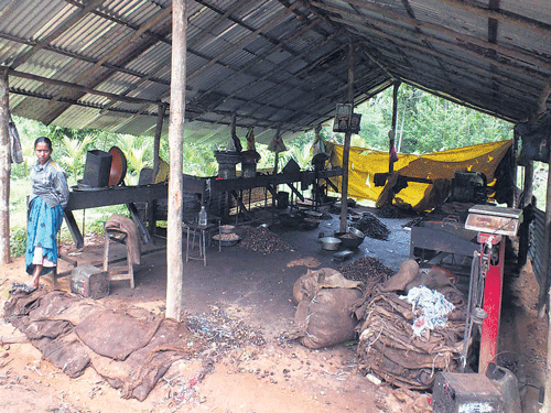 A cashew factory where most of the villagers, especially women, go for work. DH photo