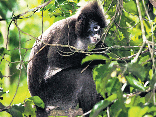 A spectacle monkey, also known as Phayre's leaf monkey.