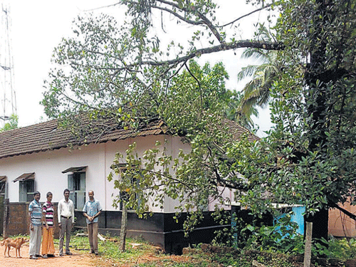 A tree fell on Hariharapallathadka school building near Subrahmanya on Wednesday. DH photo