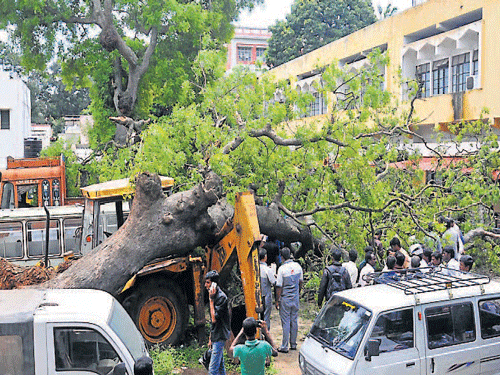 Anxious people gather at RTO, West office, after a huge tree got uprooted, in Mysuru, on Thursday. DH photo