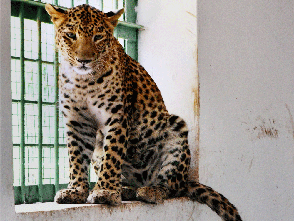 Leopard, DH file photo