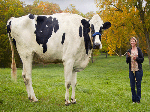 world's tallest cow . Image courtesy:Guinnessworldrecords.com