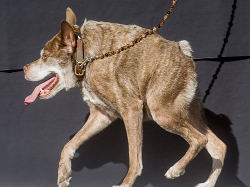Quasi Modo wins top honors in the World's Ugliest Dog Contest at the Sonoma-Marin Fair on Friday. AP File photo