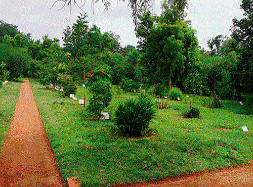Pioneer A view of the herbal garden at Dhanvantari Arogya Ashrama in Nanjangud (inset) B V Pundit.