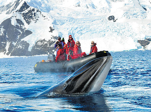 EXOTIC Whale spotting in Antarctica