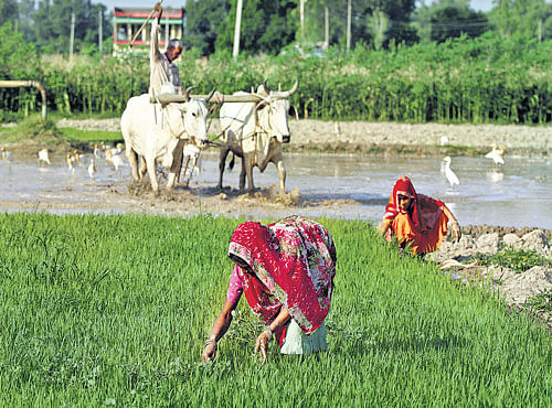 AILING AGRICULTURE: The productivity of farming in India has been woeful. Contributing only 13.7 per cent to the country's GDP, agriculture has grown by around 3 per cent a year in recent years, far slower than the rest of the economy. AP