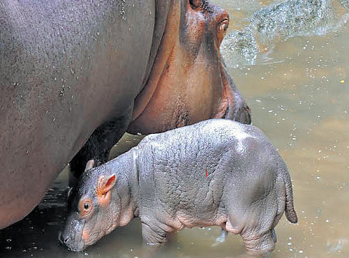 Hippopotamus Cauvery with her young one. DH photo