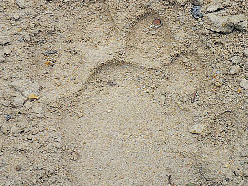 The pug marks of a wild tiger spotted by forest officials  inside the Bannerghatta National and Biological Parks.