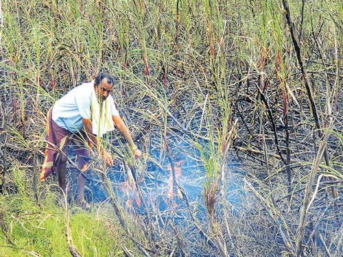 A farmer from Kudargundi in Maddur taluk sets sugar cane crop, on his three-acre farm, on fire. The farmer identified as K B Shankar is said to be reeling under loans of Rs 9.85 lakh. DH photo