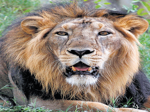 An Asiatic lion rests at the Kamala Nehru Zoological Garden in Ahmedabad. Officials say the rains killed at least 10 of the country's 523 lions. Ap