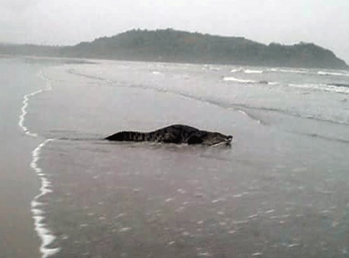 Crocodile at Morjim beach. Screen grab
