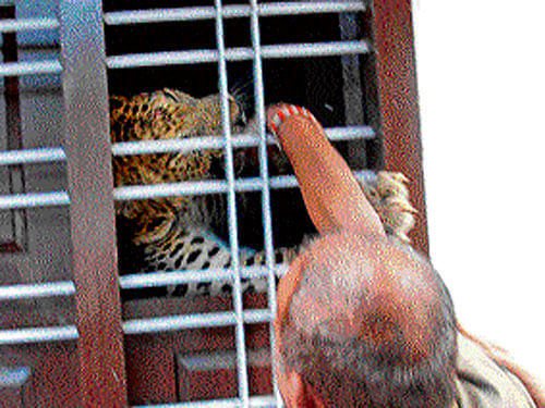 This leopard, holed up in the Xerox room of a school in Chikkamagaluru on Thursday, bit off four fingers of a forest staffer when he tried to close the window. DH&#8200;photos