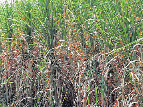 The Cauvery Water Disputes Tribunal has sought an explanation since the area of sugar cane cultivation falls in Cauvery basin. dh Photo