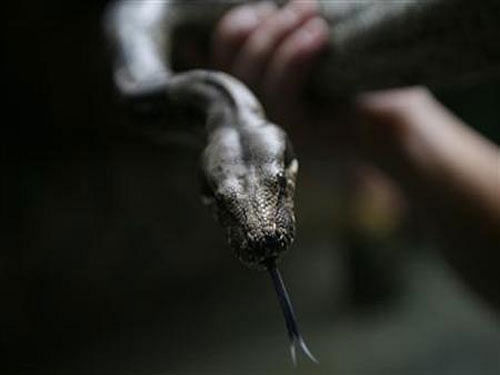 The study found that rats attacked by boas do not die from a lack of air. Instead, the boa's tight coils block the rat's blood flow, leading to circulatory arrest. Reuters file photo
