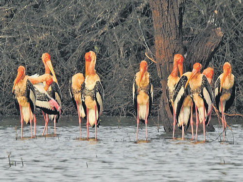 PERFECT HOME Ankasamudra lake in Hagaribommanahalli has emerged as a breeding place for rare birds. photo by author