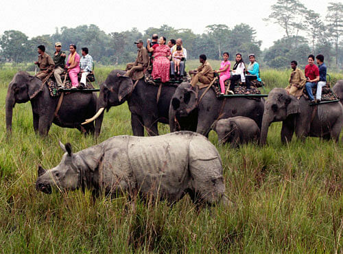 Tourists enjoy watching a one-horn rhino at Kaziranga National Park. PTI file photo