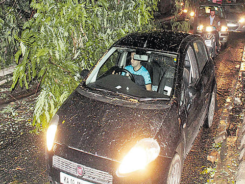 People drive cautiously past a tree that was uprooted due to rain on  Cunningham Road on Saturday. KPN