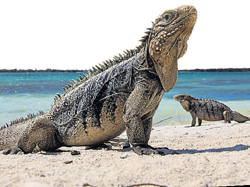 safe haven Iguanas on an  island in the Jardines de la Reina, a protected area south of the Cuban port town of Jucaro;