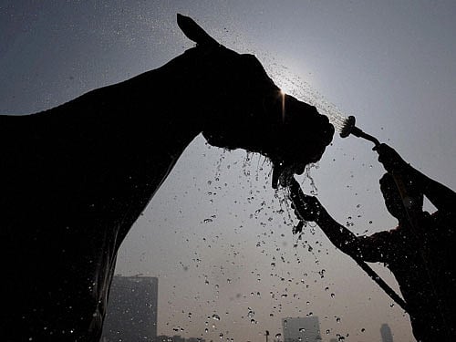 Horses and humans share facial expressions