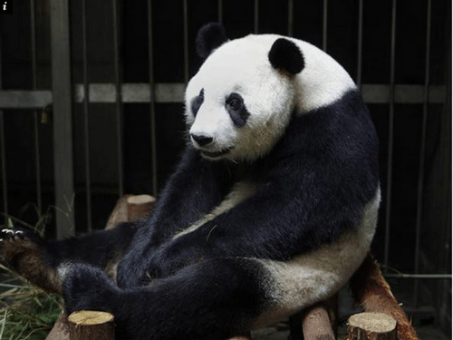 Panda. Image Courtesy Twitter.