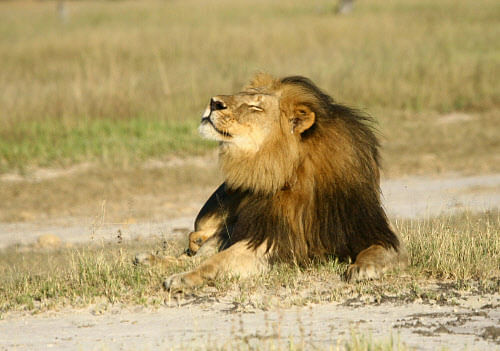 Cecil the lion is seen at Hwange National Parks in this undated handout picture. AP photo