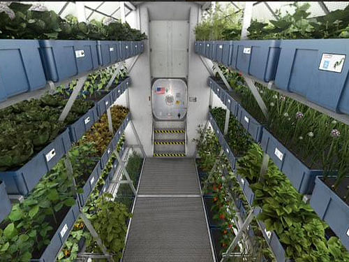 Vegetables grown inside International Space Station. Picture courtesy Twitter