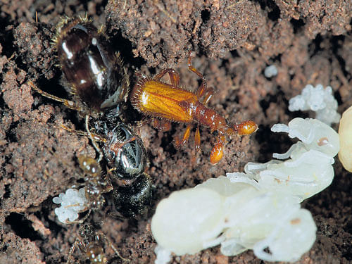 vampire beetles A species of beetle called Paussus favieri infiltrates an ant nest and feeds on their larvae.