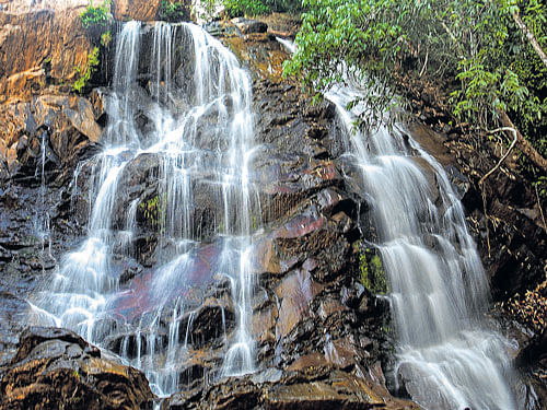 invigorating Sirimane Falls near Sringeri. PHOTO BY B V PRAKASH