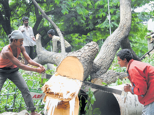 axing the future: According to Environmental Support Group, 50,000 trees were felled to widen a series of streets in the late 2000s. And between 2011 and 2014, 9,281 trees were felled for the City's metro and other road-widening projects. DH&#8200;FILE&#8200;PHOTO