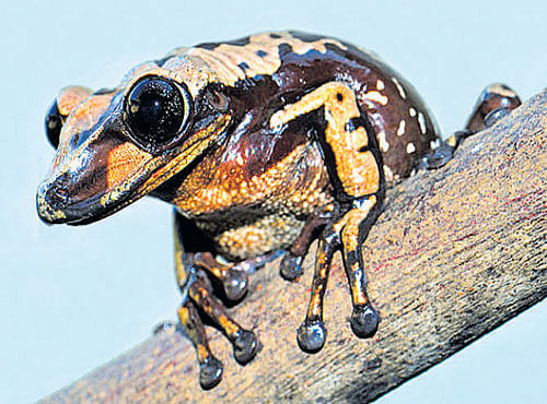 DANGEROUS One gram of toxic secretion from A. brunoi frog can kill 80 people