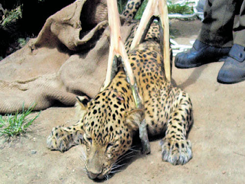 Forest officials, with the help of veterinarians, pin down the injured leopard at Bandilakanakoppalu near Halebeedu  in Hassan district on Tuesday. dh photo