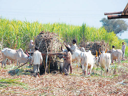 Referring to the spate of farmers' suicide in the State, Rajasekharan said that if the agrarian community was empowered, they could find answers to their problems at their own place. The sugar cane growers in Mandya would be able to offer the juice or cola (soda) to the nation. DH file photo