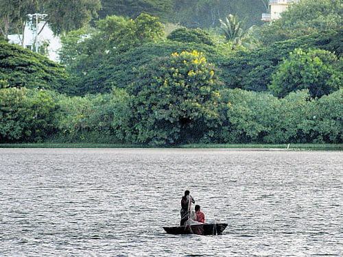 A woman spreads a fishing net at Ulsoor lake in the City.  DH file photo