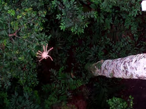 Nocturnal hunting spider. Screen grab.