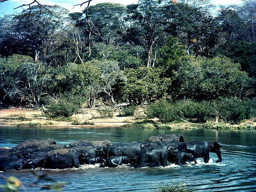Wild elephants. DH File Photo for representation.